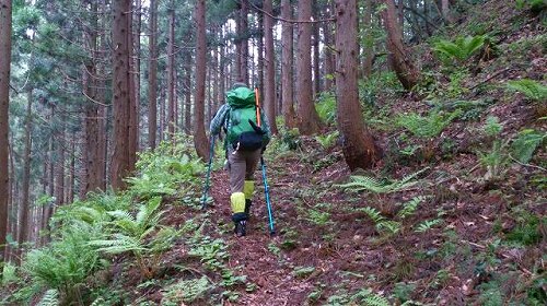 s-20140525雁戸山笹谷古道杉林.jpg