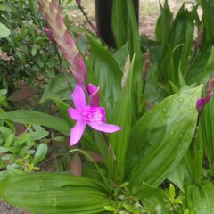 名前知らずの花