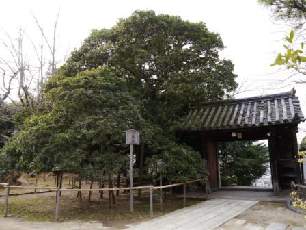 P1060252（一言寺ヤマモモ）.jpg