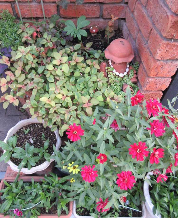 12月に咲く花を増やす ビオラ プリムラ シレネピンクパンサー 狭い庭を花いっぱいにする育て方 楽天ブログ