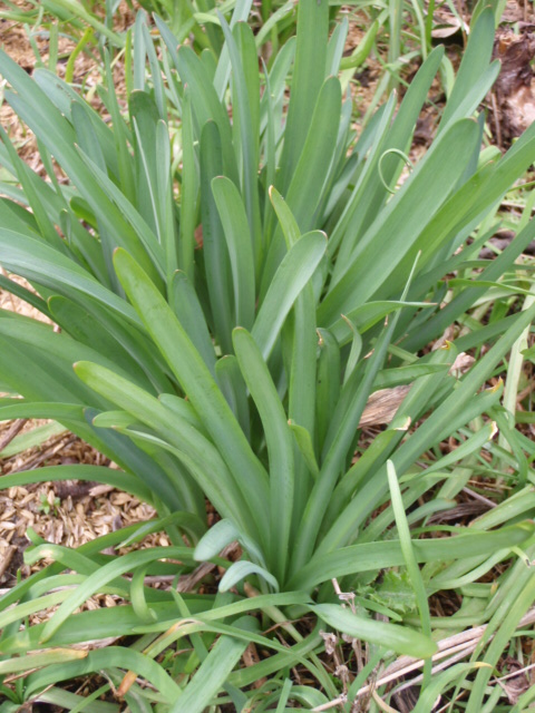 キツネノカミソリの葉・癒し草