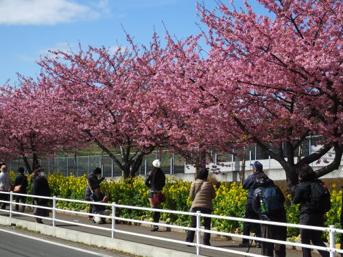 三浦海岸の河津桜