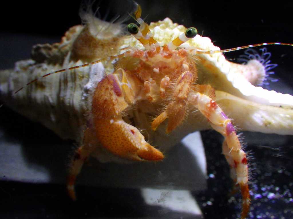 やった 再生したぜ 海水魚が好き 楽天ブログ