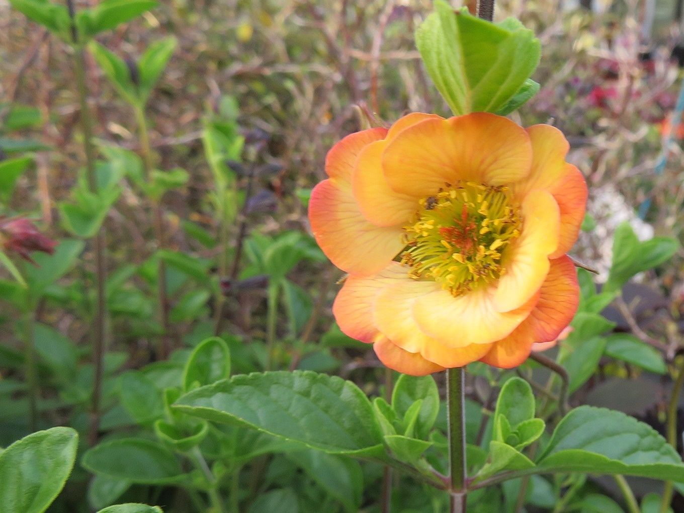 ジャンケン負けた 花はゲウム ノナ だい のひとりごと 楽天ブログ