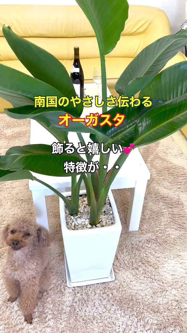 無料動画をlineで見れます オーガスタの風水と花言葉は 編 観葉植物でリラックス 楽天ブログ