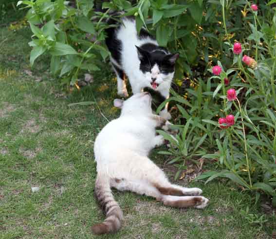 我が家のニャンコ♪2013/8/17-2