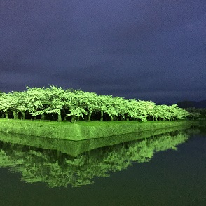 ５－５０桜３.JPG