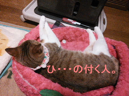 2014_0307うさちゃん0568.JPG