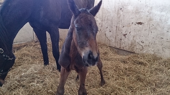 2014-03-02マイドリームラン2014 (3).jpg