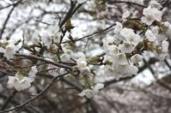 2015040406.jpg