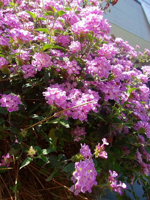 100_3867.jpg