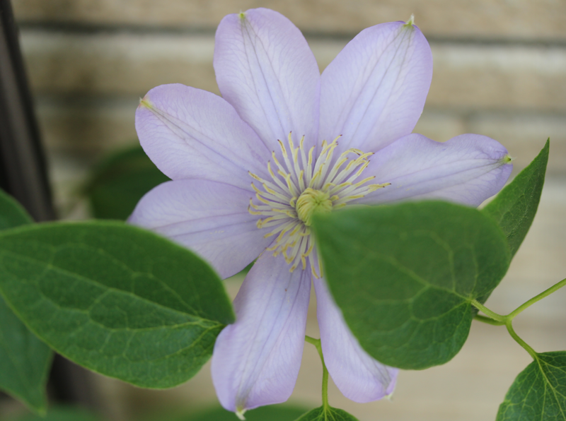 我が家の花達 クレマチス 白馬 とユリ カサブランカ 花の色が変わった 暇な日常も結構ふぁに 楽天ブログ