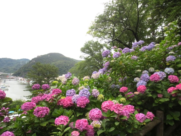 下田公園　紫陽花