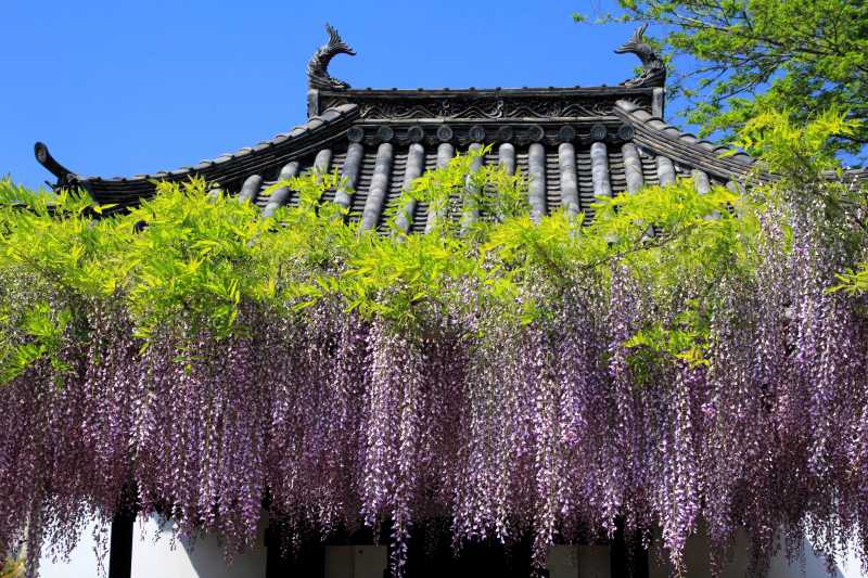 葛井寺の藤_002.jpg