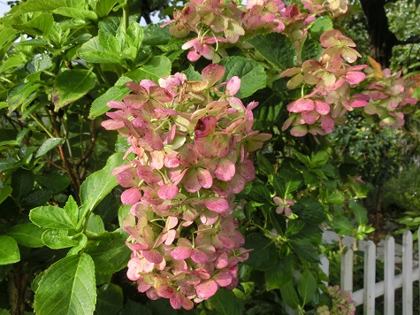 アジサイドライ