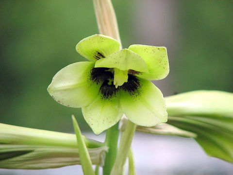 ウバユリの花・ウイキぺシア