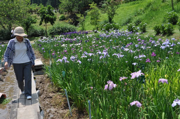 菖蒲・紫陽花