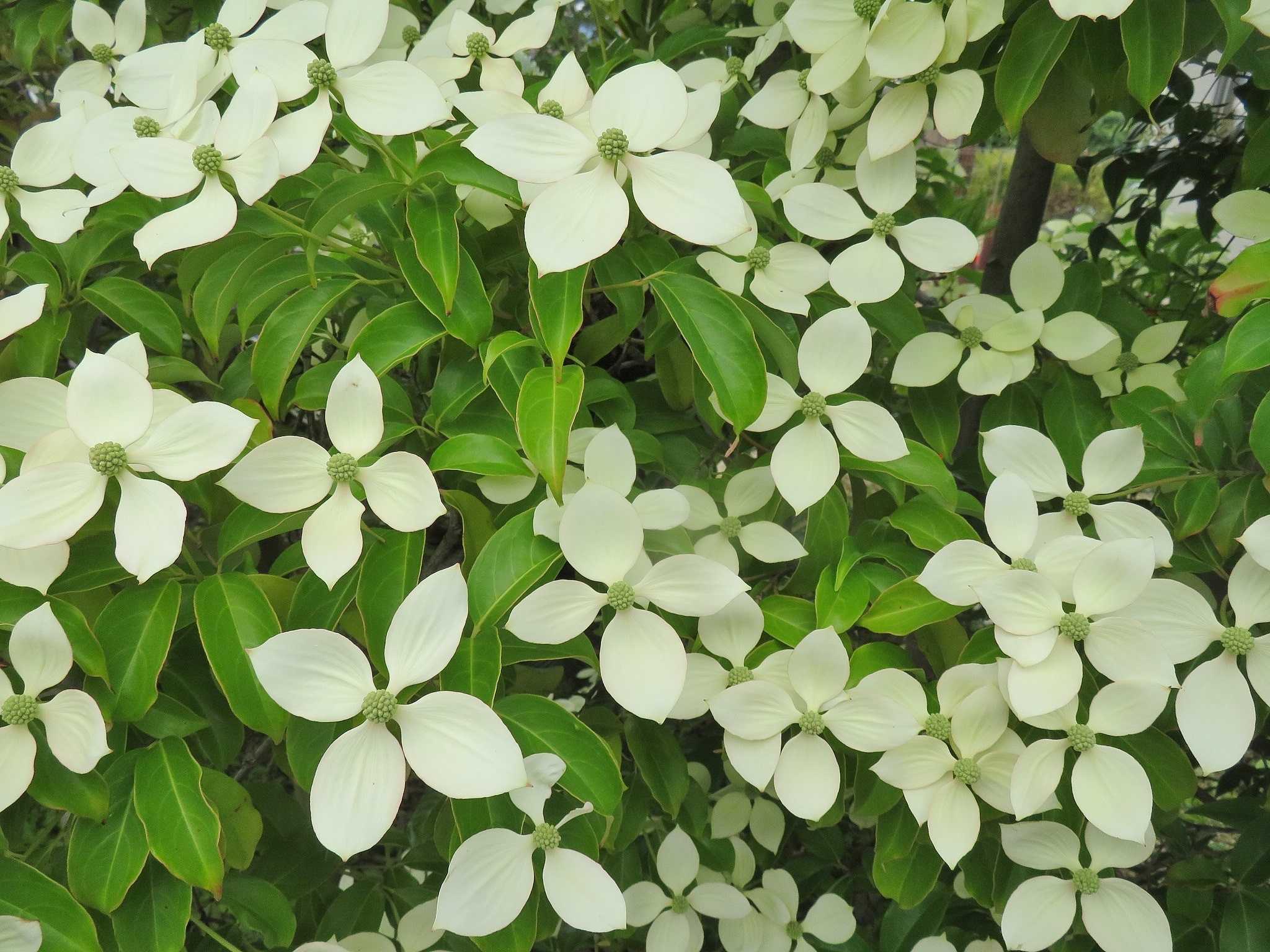 いつものように 花はヤマボウシ だい のひとりごと 楽天ブログ