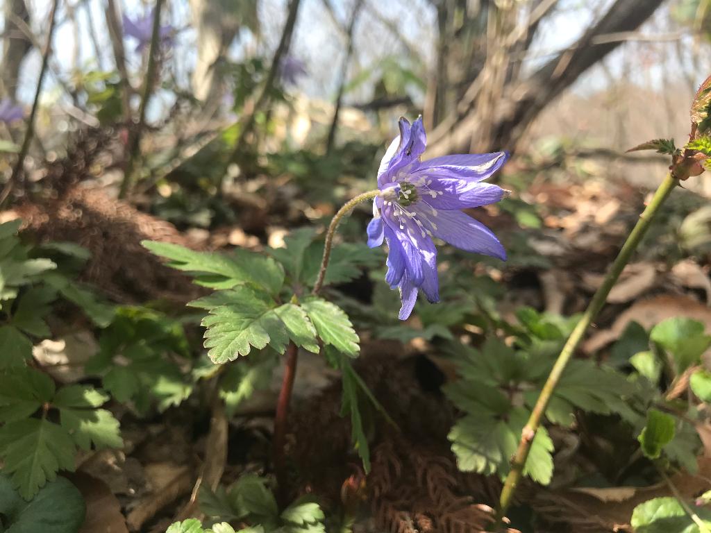 第7回醍醐山PR登山 弥彦山（やひこやま）634m（3）弥彦山の4月の花たち | 醍醐山と下部（しもべ）温泉 - 楽天ブログ