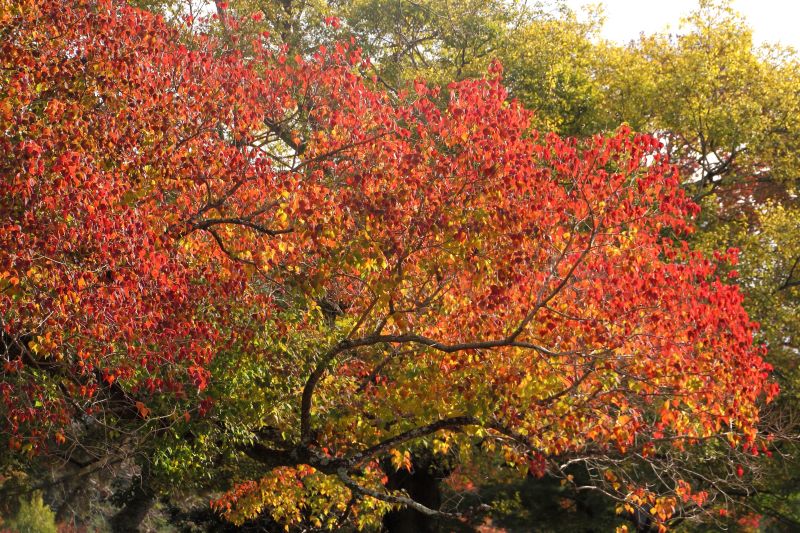 奈良公園の紅葉_005.jpg