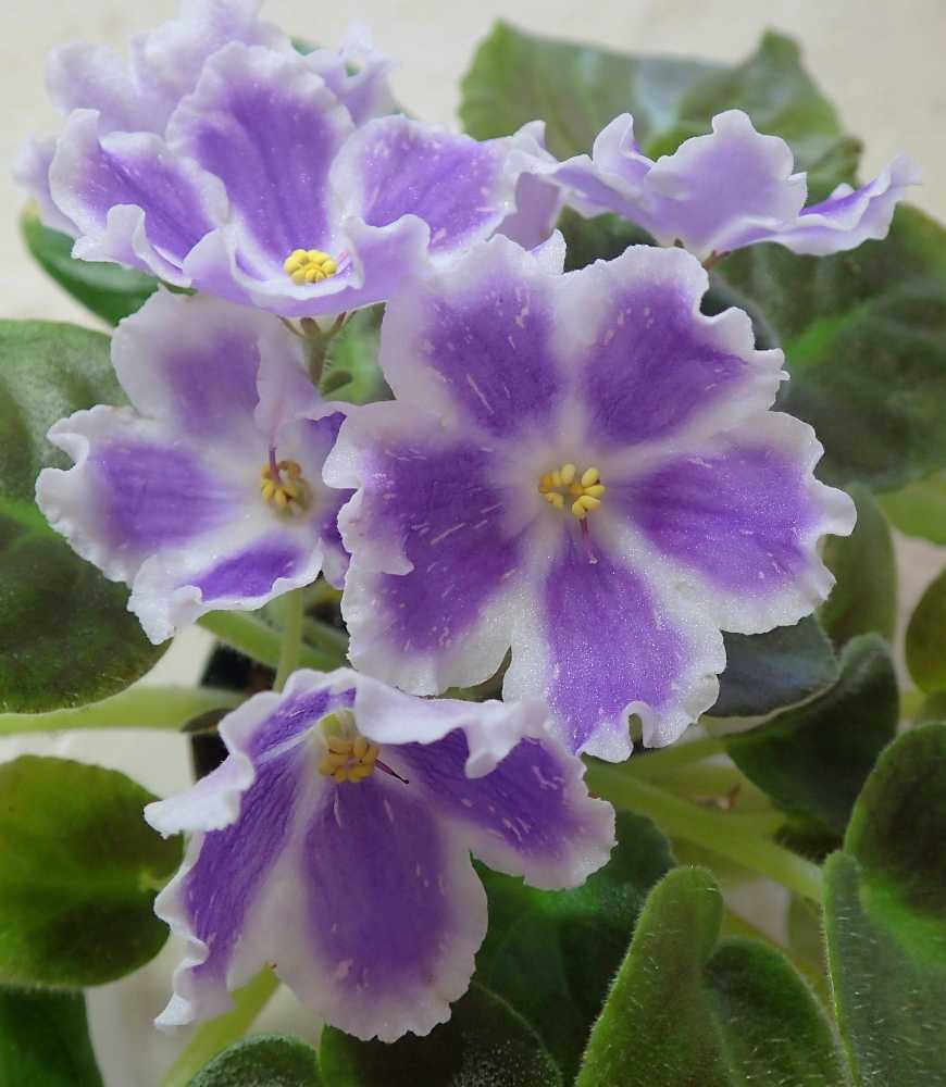セントポーリア の記事一覧 Nenttohのブログ セントポーリアの花のご紹介 Site Introduces Africanviolet Saintpaulia 楽天ブログ