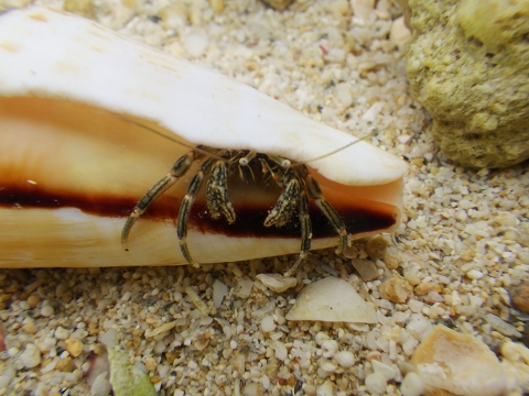 沖縄磯採集2017年9月下旬39　タテジマヨコバサミ（Clibanarius striolatus）