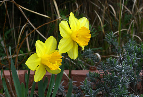 ラッパ水仙　28.4.9-1_edited-1.jpg