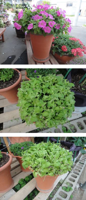 ペチュニア「ショックウエーブ」を切り戻しました。