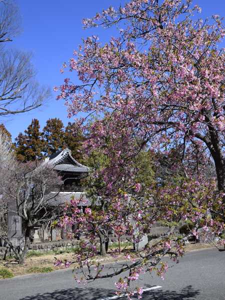 文殊寺の早咲き桜と、これから咲く芝桜 | 見栄子の熊谷らいふ♪ - 楽天