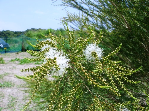 ティーツリーの花.jpg