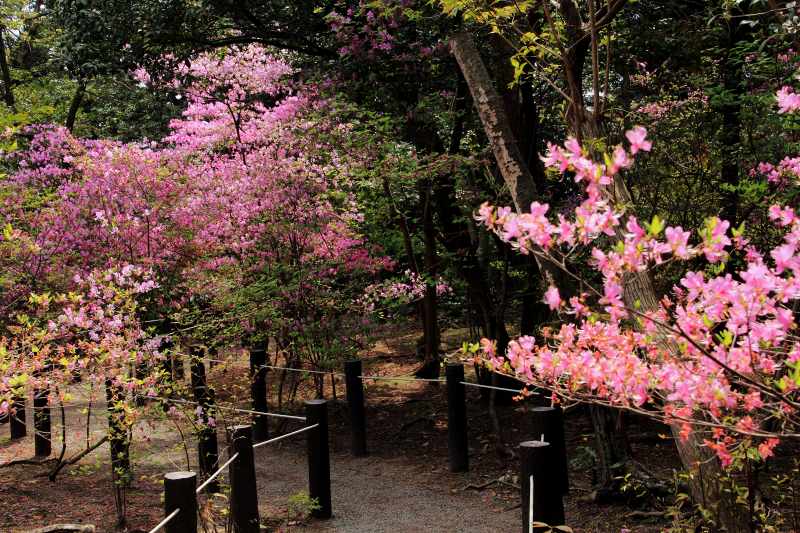 宮山躑躅園_3.jpg