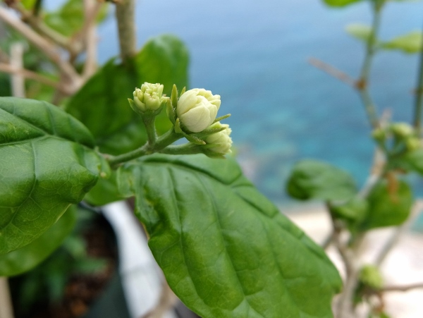 ピカケ　プルメリア　育て方　剪定　ベランダ　鉢植え　花