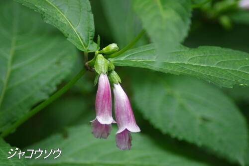 東高根森林公園にて