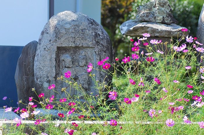 コスモスの咲く安曇野 フォト安次郎 安らぎの風景 楽天ブログ