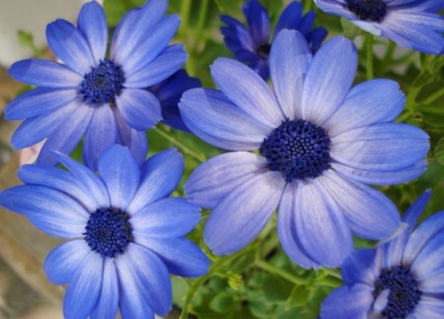 サイネリアの花 花と蕎麦とリハビリと 楽天ブログ