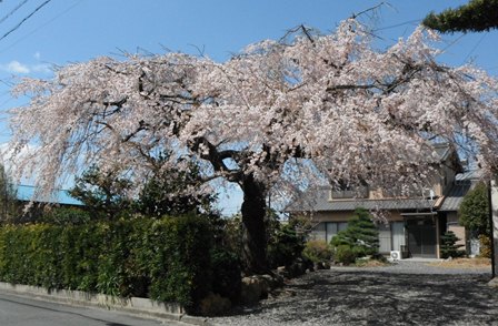 しだれ桜