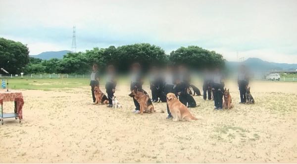 山口県警嘱託警察犬競技会 6 28 From Hagi 楽天ブログ