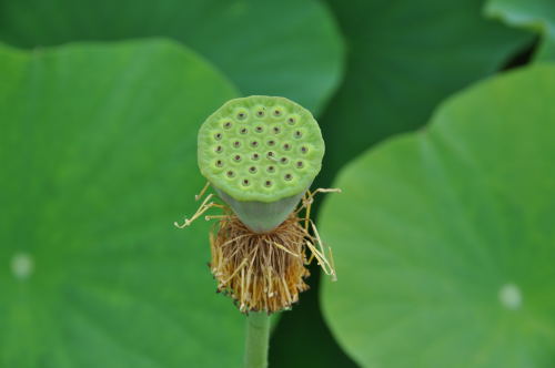 蓮の花