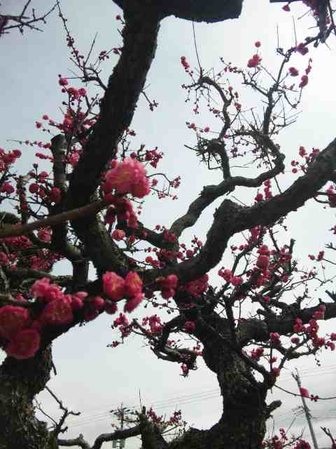 紅梅
