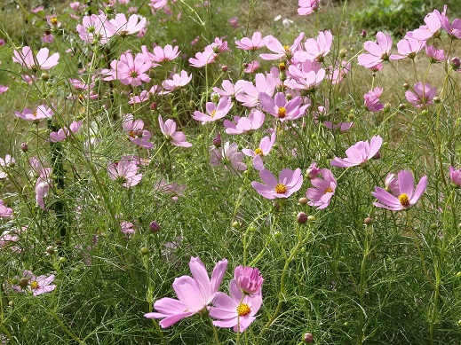 花2.JPG