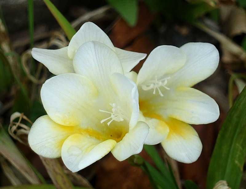 4月17日 今日の一花 イキシア Gazengamaのブログ 散歩中に出合った花と趣味の陶芸作品 楽天ブログ