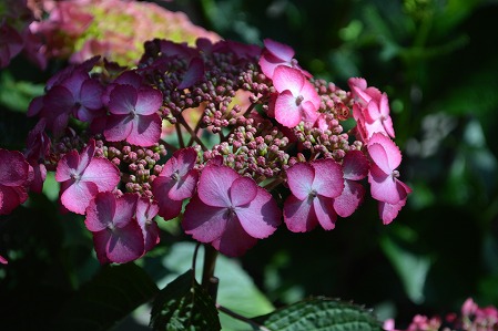 DSC_0179.jpg