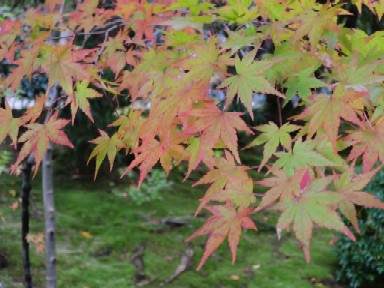 龍安寺　2012秋４.jpg