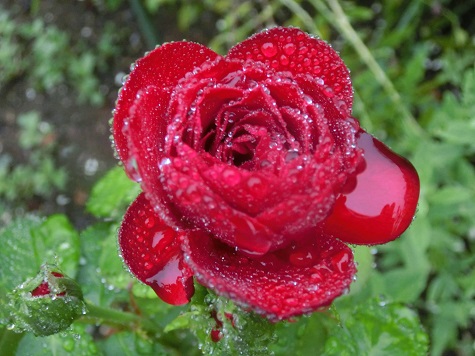 薔薇ラバグルート