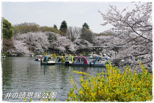 井の頭恩賜公園の桜