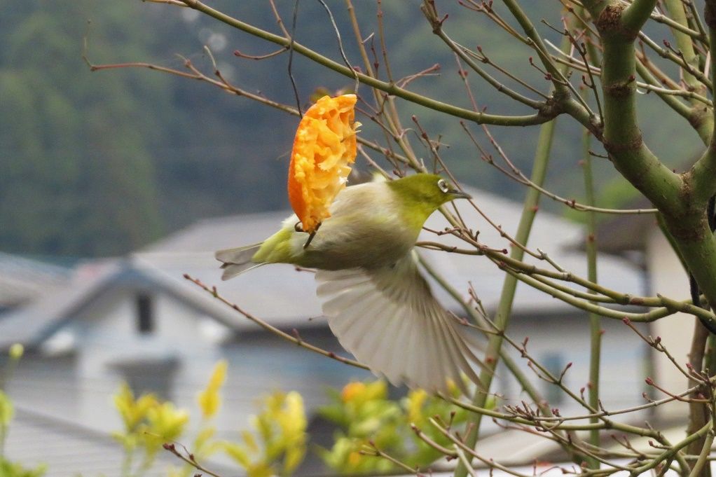 庭の鳥 蜜柑メジロ ヤマガラ 散歩で イカル シロハラ 大分金太郎の花鳥蝶月 楽天ブログ