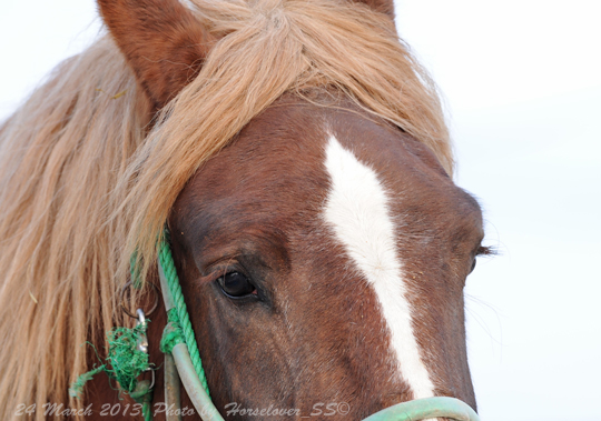 20130324_0635Chestnutblond