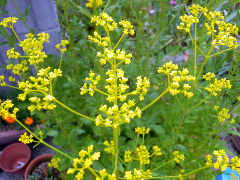 オミナエシの花と蕾