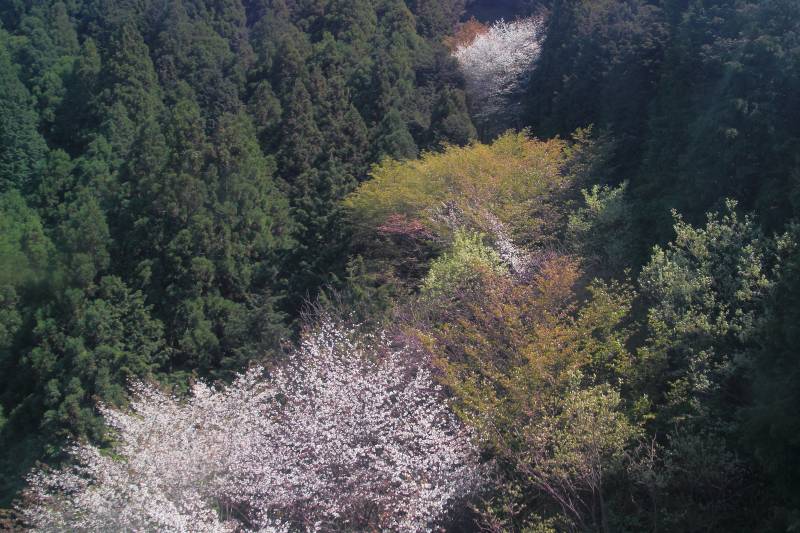 金剛山_003.jpg
