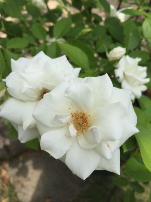 rblog-20160811142710-00.jpg
